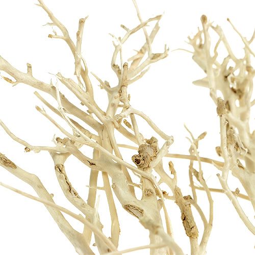 Floristik24 Buisson Blanc blanchi 5 pcs