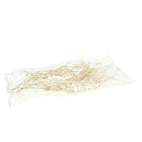 Floristik24 Buisson Blanc blanchi 5 pcs