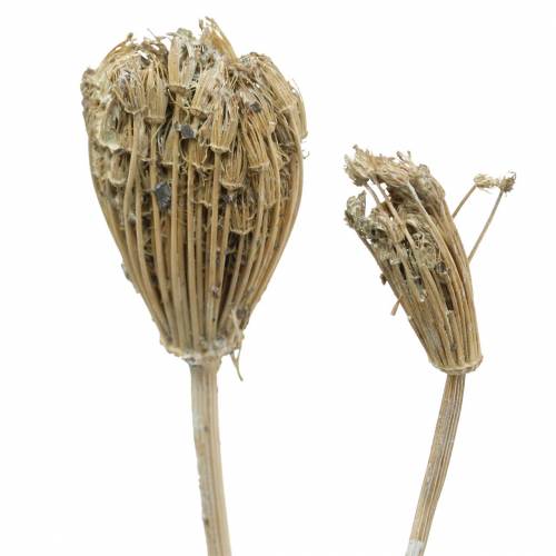 Floristik24 Bouquet de fleurs sauvages, millefeuille naturel, blanc lavé 30–60cm 150g