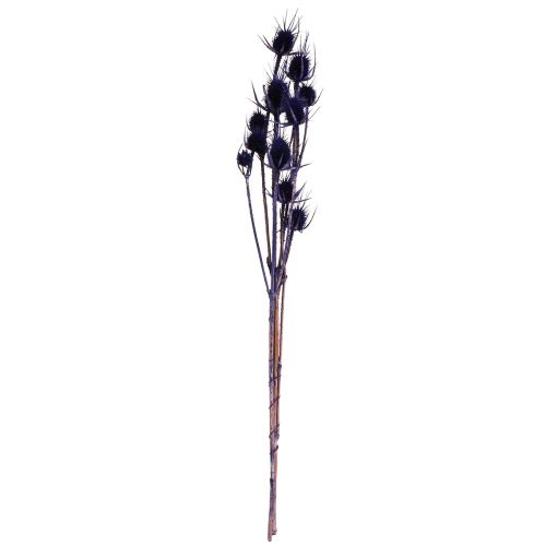 Article Cardère sauvage Fleurs séchées Cardère Chardons Violet 55cm 10 têtes