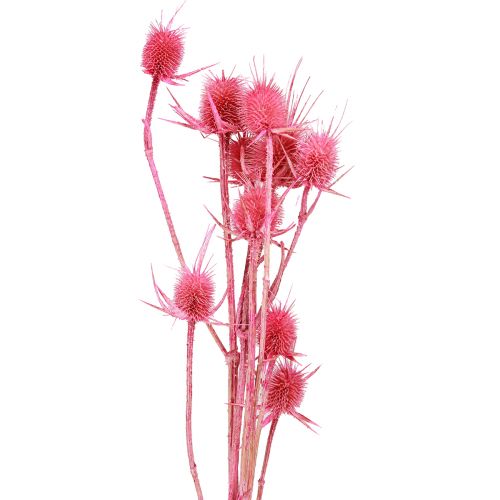 Floristik24 Cardon sauvage carte de décoration sèche chardons 53cm 10 têtes 3 pcs