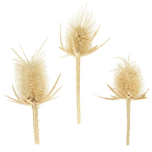 Article Cardon sauvage blanchi séché décoration naturelle 3-6cm 1kg
