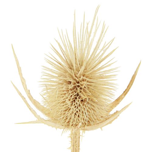 Article Cardon sauvage blanchi séché décoration naturelle 3-6cm 1kg