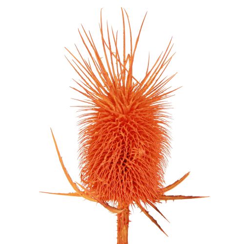 Article Têtes de cardons sauvages Dispacus teints séchés 3-6cm 1kg