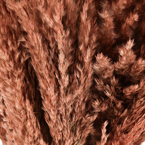 Article Wilde Reed Plume Roseau Décoration Sèche Abricot 75cm 10 pcs