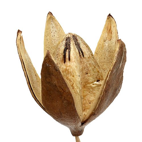 Article Lys sauvage sur tige coloris naturel Ø6,5cm L55cm 45 pcs