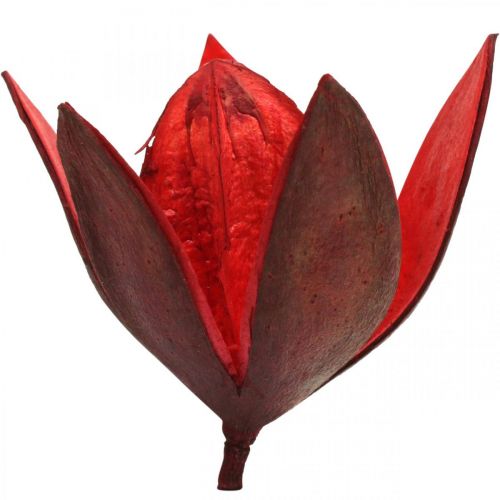 Article Lys sauvage rouge décoration naturelle fleurs séchées 6-8cm 50 pcs