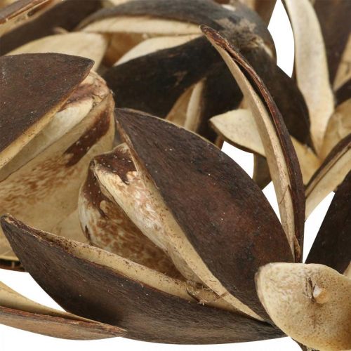 Article Lys sauvage décoration naturelle fleurs séchées exotiques 6-8cm 50 pcs
