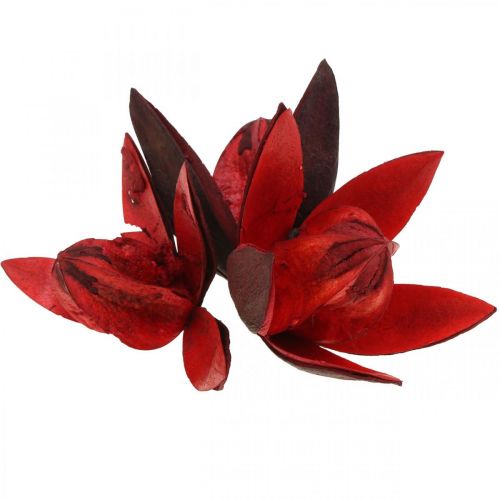 Lys sauvage déco naturel rouge fleurs séchées 6-8cm 50p
