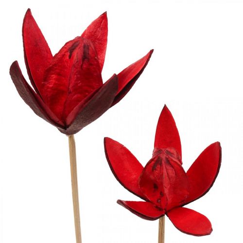 Floristik24 Lys sauvage sur tige rouge Ø6,5cm 35cm 45 pcs