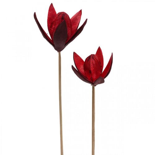 Floristik24 Lys sauvage sur tige rouge Ø6,5cm 35cm 45 pcs