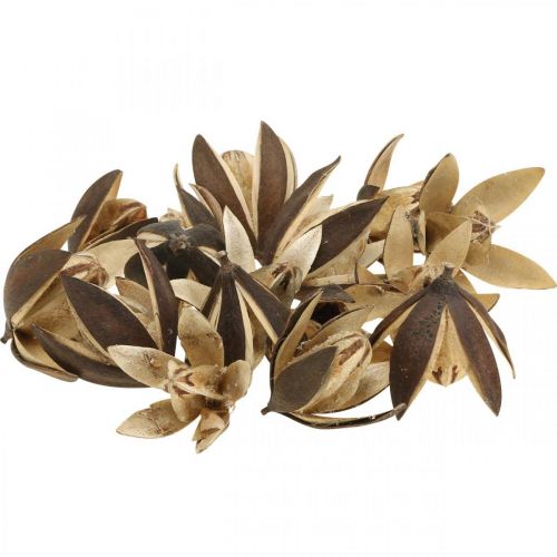 Article Lys sauvage décoration naturelle fleurs séchées exotiques 6-8cm 50pcs