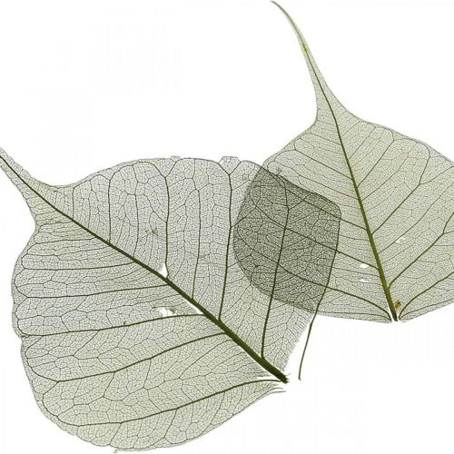 Article Feuilles de saule squelettées vert foncé, décoration naturelle, feuilles décoratives 200 pièces