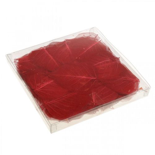 Floristik24 Feuille de saule squelettisée rouge, squelette de saule, feuille de voile 200 pièces