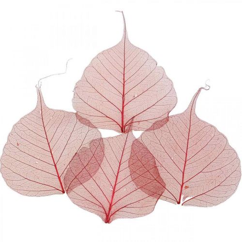 Floristik24 Feuille de saule squelettisée rouge, squelette de saule, feuille de voile 200 pièces