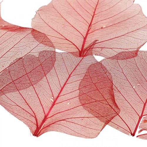 Floristik24 Feuille de saule squelettisée rouge, squelette de saule, feuille de voile 200 pièces