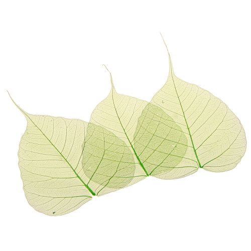 Article Feuilles de saule squelettisées vertes, décoration naturelle, 200 pièces