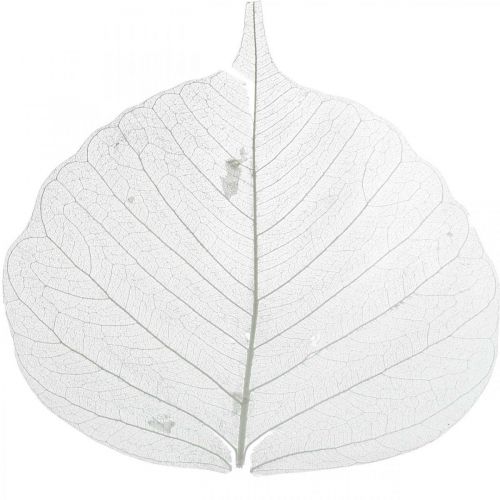 Article Feuilles de squelette blanchies Feuilles de saule squelettisées 8-10 cm 300 pièces