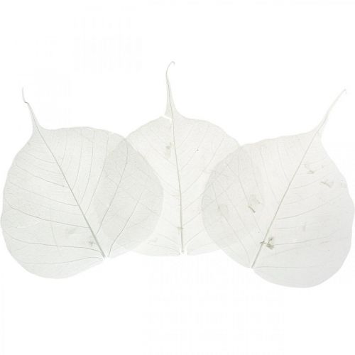 Article Feuilles de squelette blanchies Feuilles de saule squelettisées 8-10 cm 300 pièces