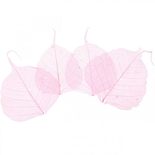 Floristik24 Feuilles de squelette Feuilles de saule squelettées roses 5-9cm 200 pcs