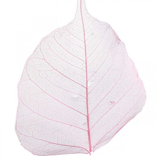 Article Feuilles de squelette Feuilles de saule squelettées roses 5-9cm 200 pcs