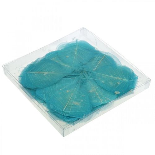 Floristik24 Feuilles de saule, feuilles naturelles du saule, feuilles séchées squelettisées bleu turquoise 200 pcs