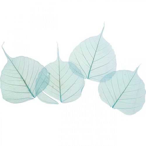 Floristik24 Feuilles de saule, feuilles naturelles du saule, feuilles séchées squelettisées bleu turquoise 200 pcs
