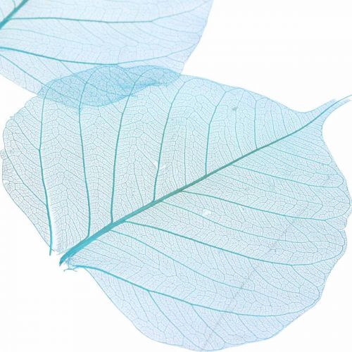 Floristik24 Feuilles de saule, feuilles naturelles du saule, feuilles séchées squelettisées bleu turquoise 200 pcs