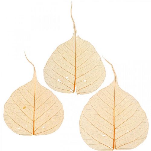 Floristik24 Feuilles de saule squelettées orange décoration sèche 200 pcs