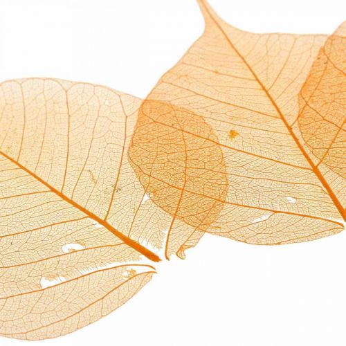 Floristik24 Feuilles de saule squelettées orange décoration sèche 200 pcs