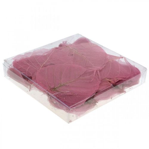 Floristik24 Feuilles de squelette Feuilles de saule squelettées vieux rose 10-15cm 200 pcs