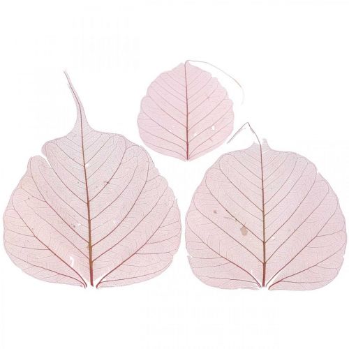 Floristik24 Feuilles de squelette feuilles de saule squelettées vieux rose 10-15cm 200pcs