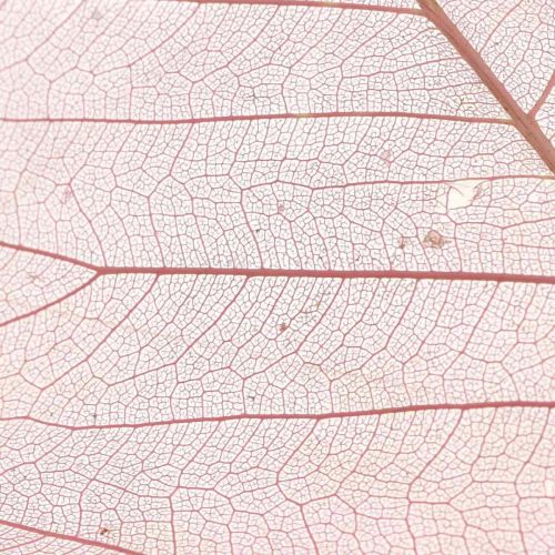 Floristik24 Feuilles de squelette Feuilles de saule squelettées vieux rose 10-15cm 200 pcs