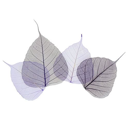Floristik24 Feuilles de saule squelettées pourpres. 200 pièces