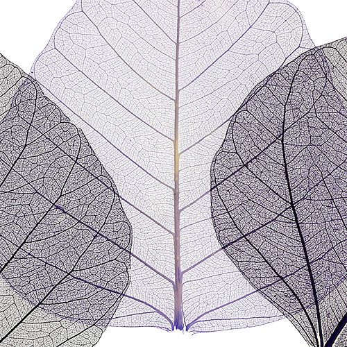 Floristik24 Feuilles de saule squelettées pourpres. 200 pièces