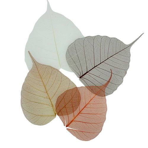 Floristik24 Feuilles de saule squelettées crème/brun 200 pcs.