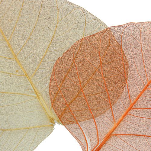Floristik24 Feuilles de saule squelettées crème/brun 200 pcs.