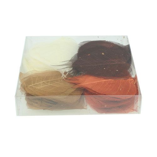 Floristik24 Feuilles de saule squelettées crème/brun 200 pcs.