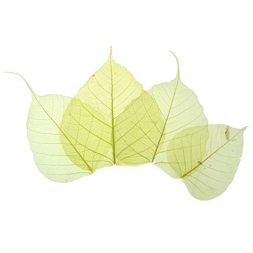 Floristik24 Feuilles de saule squelettées jaunes, mélange 200 pcs