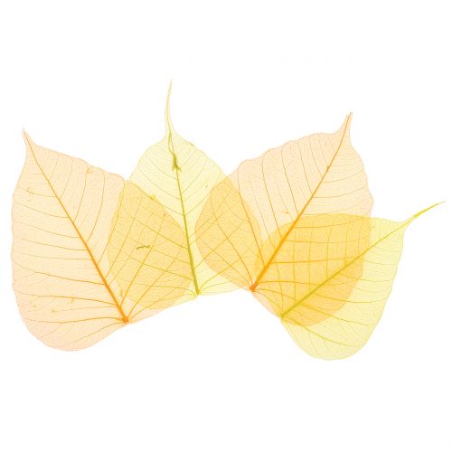 Floristik24 Feuilles de saule squelettées jaune, orange 200 pcs