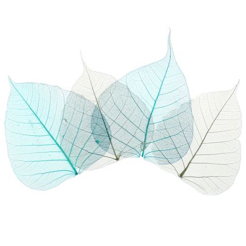 Floristik24 Feuilles de saule gris squelette, turquoise 200p