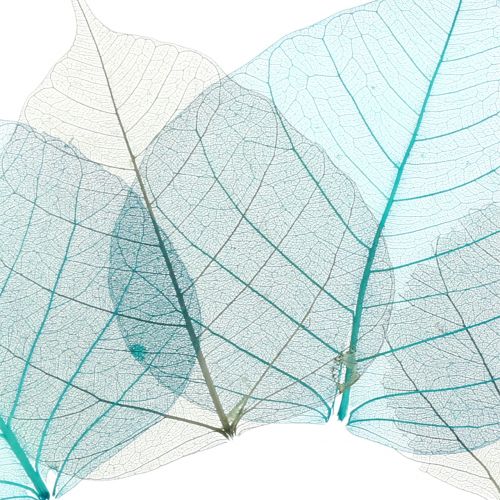 Article Feuilles de saule gris squelette, turquoise 200p