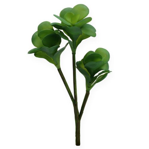 Floristik24 Kalanchoé à fleurs en thyrse vert 25 cm 3 p