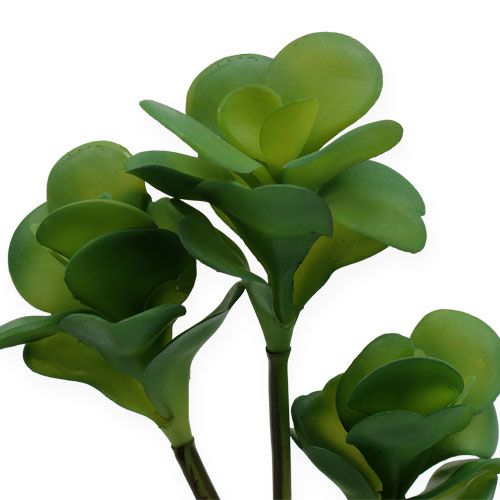 Article Kalanchoé à fleurs en thyrse vert 25 cm 3 p