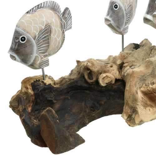 Floristik24 Poisson déco sur bois de racine Figurines déco maritime marron 38cm