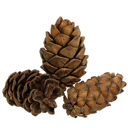 Floristik24 Cônes nature 9cm - 10cm 6 pcs