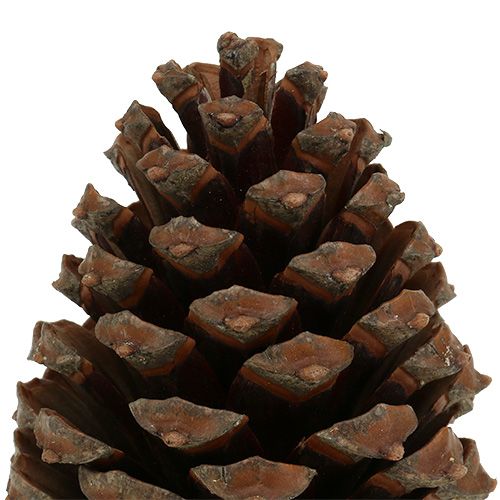 Article Cônes Pinus Maritima 10cm - 15cm Naturel 3 pcs