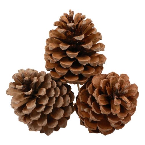 Cônes Maritima Pin Maritime Naturel 5-10cm sur bâton 50pcs