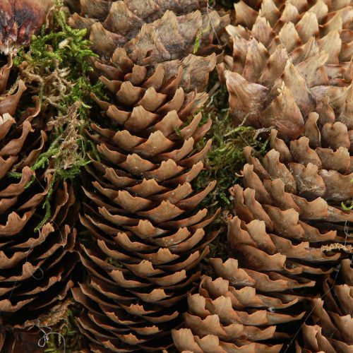 Article Couronne de cônes avec mousse Grande couronne de cônes d'épicéa Ø45cm