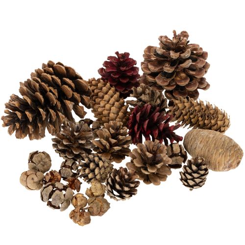 Assortiment de cônes naturels pour décorations et créations manuelles, 2-10 cm, 400 g acheter | Floristik24.be